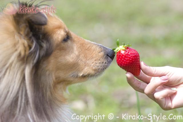ペット 犬 横顔