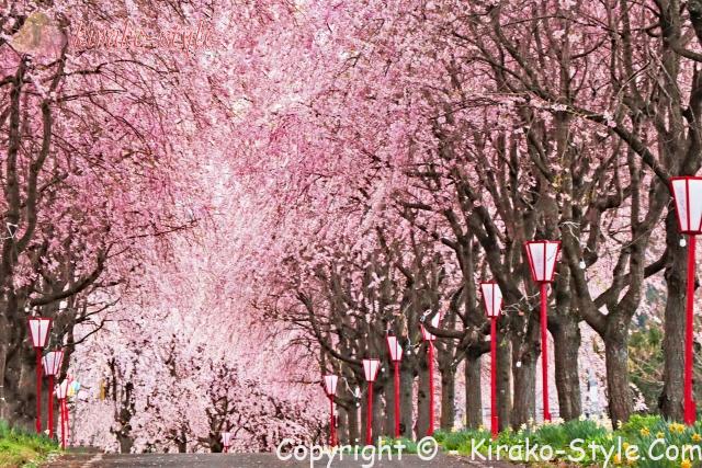 桜　桜並木　サクラ　さくら