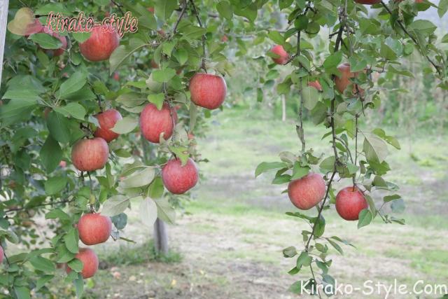 りんご　リンゴ　赤い実
