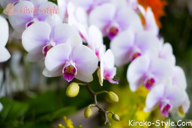 コチョウラン 胡蝶蘭