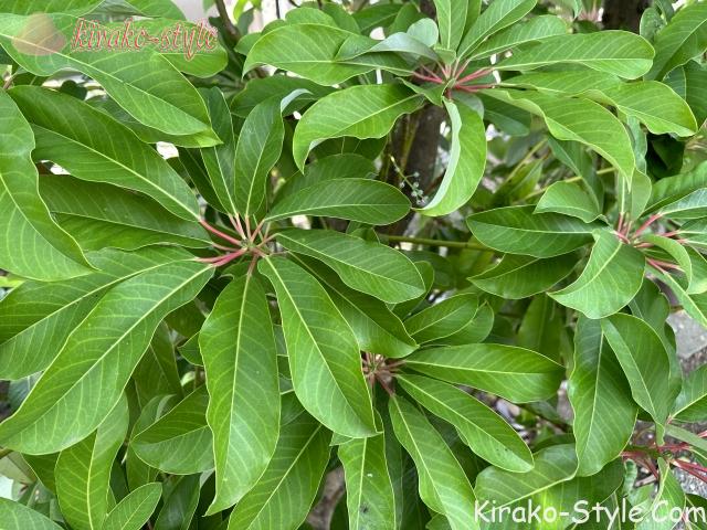 ユズリハ ゆずりは