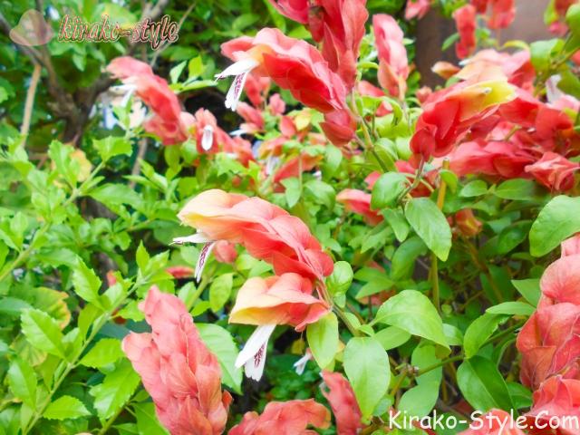 ベロペロネ こえびそう