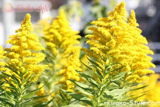 セイタカアワダチソウ せいたかあわだちそう