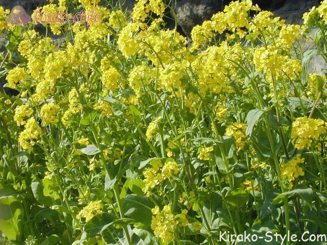 アブラナ 菜の花