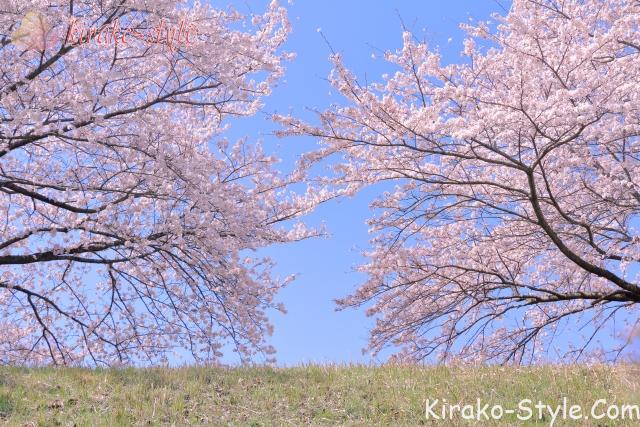 桜　さくら　サクラ
