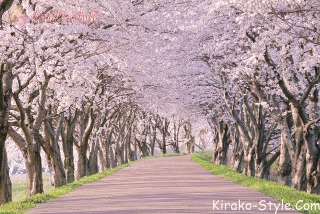 桜　さくら　サクラ　並木