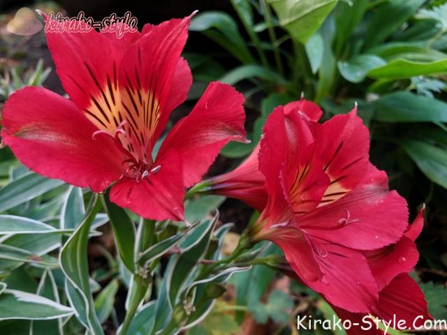 アルストロメリア