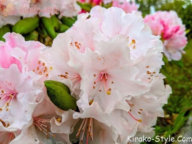 シャクナゲ しゃくなげ