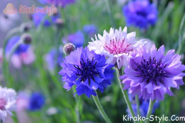 ヤグルマソウ やぐるまそう