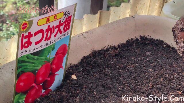 はつか大根　種植え