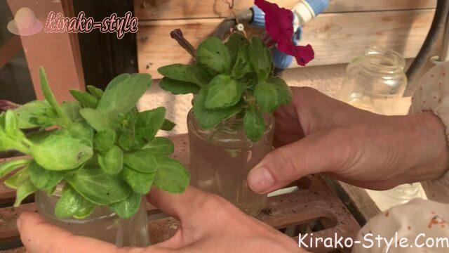 ペチュニア　挿し木　挿し穂