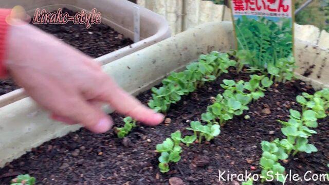 葉大根の発芽