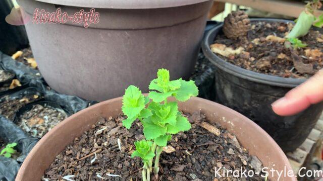 キキョウ　新芽