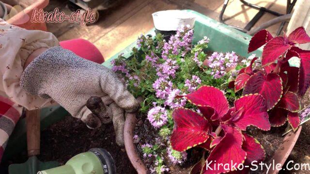 ベランダ　園芸　ハンギングバスケット