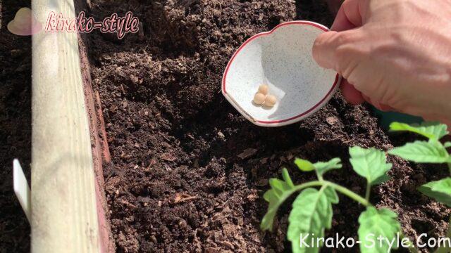 大豆　ミニトマトの苗植え　木村秋則