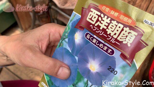 西洋朝顔