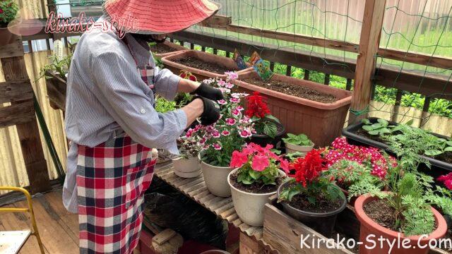 ベランダ　花盛り