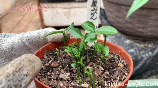 夏ミカンの芽　ベランダ