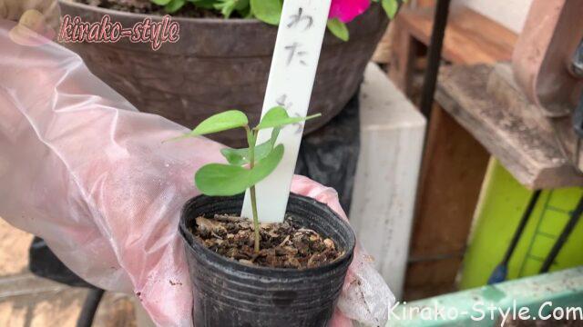 わたの芽　ベランダ