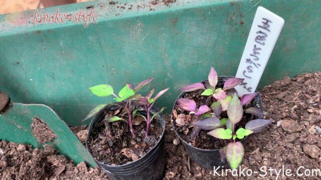 五色唐辛子　植え替え