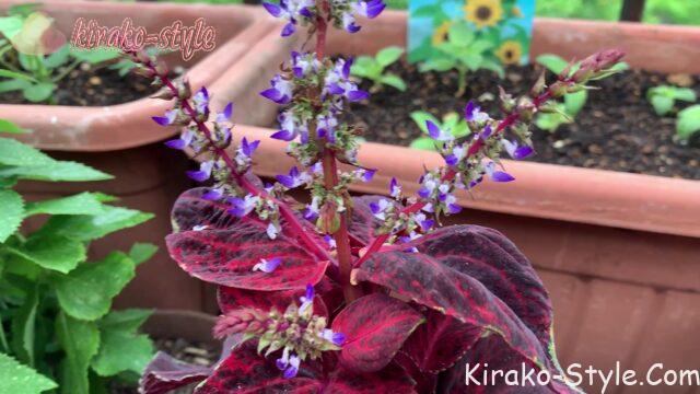 コリウスの花